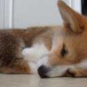 Corgis Everywhere  screen for extension Chrome web store in OffiDocs Chromium