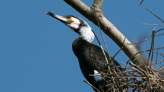 Скачать бесплатно Cormorant Birds Bird - бесплатное фото или изображение для редактирования с помощью онлайн-редактора изображений GIMP