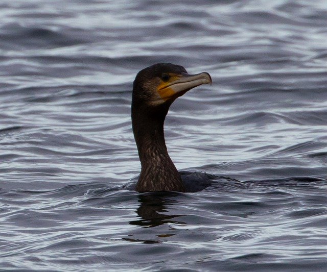 Bezpłatne pobieranie Cormorant Black Bird Waterfowl - bezpłatne zdjęcie lub obraz do edycji za pomocą internetowego edytora obrazów GIMP