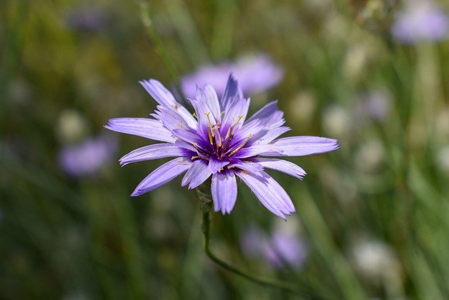 Free download cornflower purple violet green free picture to be edited with GIMP free online image editor