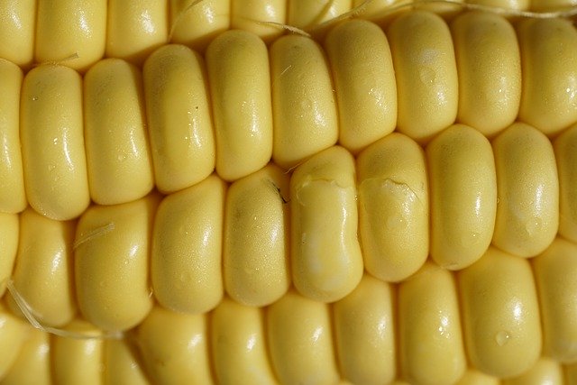 Free download corn food yellow zea mays free picture to be edited with GIMP free online image editor