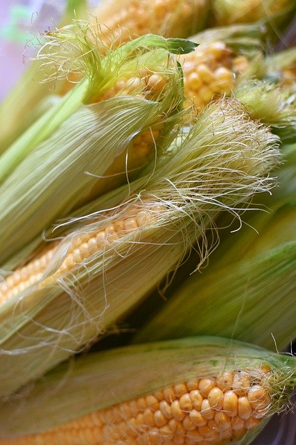 Free download corn vegetables harvest close up free picture to be edited with GIMP free online image editor