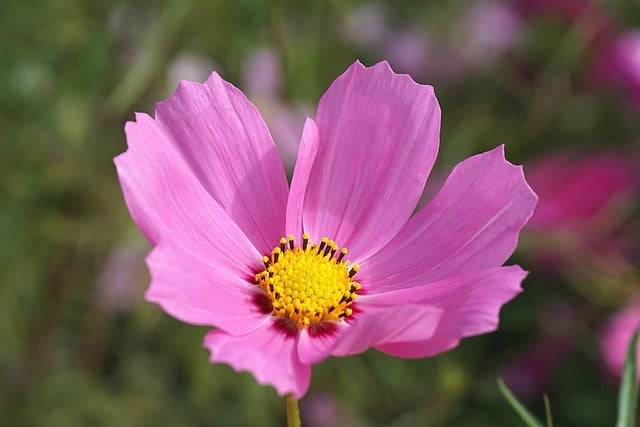 دانلود رایگان عکس گل صورتی گل کیهانی cosmea رایگان برای ویرایش با ویرایشگر تصویر آنلاین رایگان GIMP