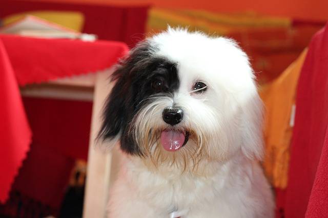 Unduh gratis coton de tulear dog puppy white dog gambar gratis untuk diedit dengan editor gambar online gratis GIMP