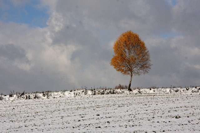 Free download countryside tree wilderness free picture to be edited with GIMP free online image editor