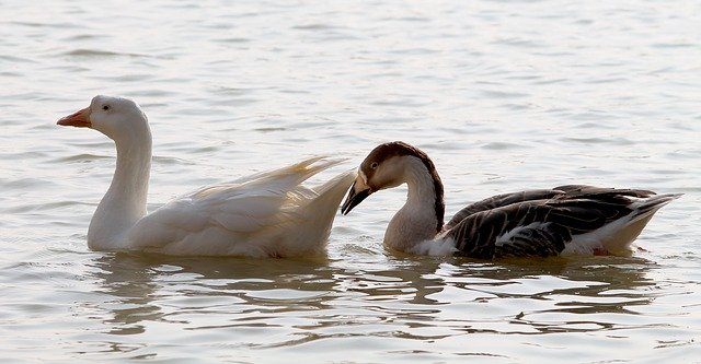 Unduh gratis Couple Swan Bird - foto atau gambar gratis untuk diedit dengan editor gambar online GIMP