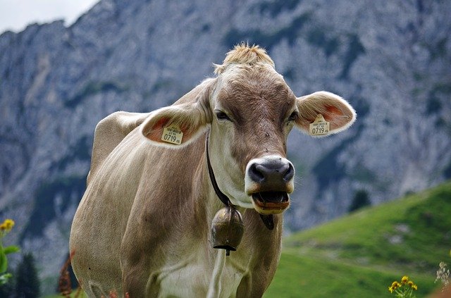 قم بتنزيل قالب صور Cow Alpine Alm المجاني لتحريره باستخدام محرر الصور عبر الإنترنت GIMP