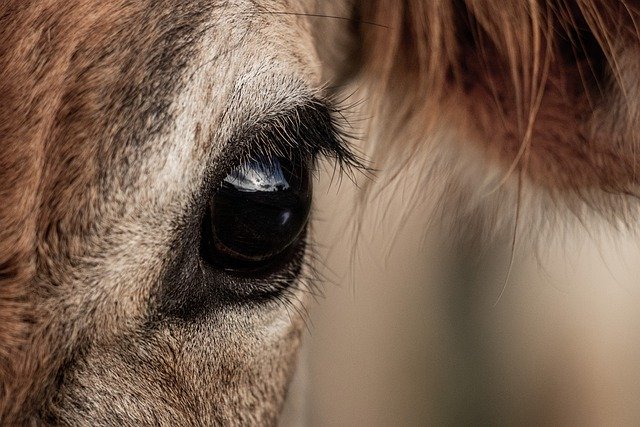 Free download cow animal eye eyelashes head free picture to be edited with GIMP free online image editor