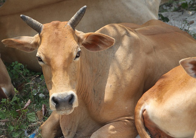 Free download cow beef agriculture brown cow free picture to be edited with GIMP free online image editor