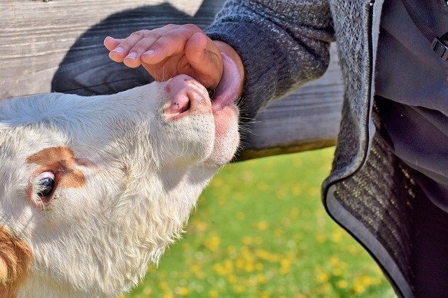 Free download cow beef cattle cattle ear free picture to be edited with GIMP free online image editor