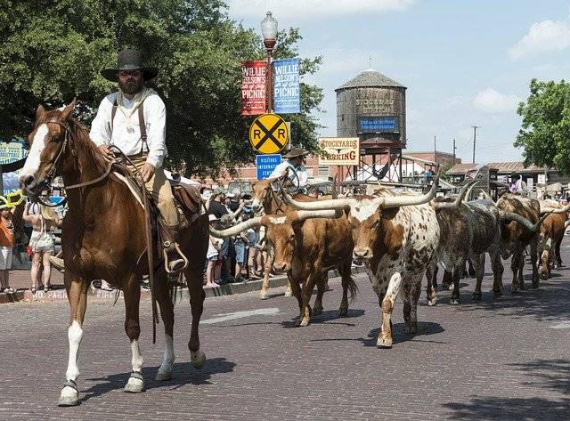 免费下载 Cowboys Cattle Longhorn 免费照片模板，可使用 GIMP 在线图像编辑器进行编辑