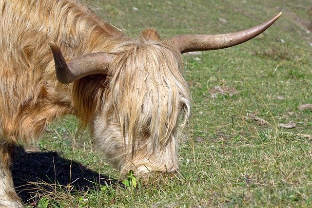 Free download cow breed scottish highland animals free picture to be edited with GIMP free online image editor