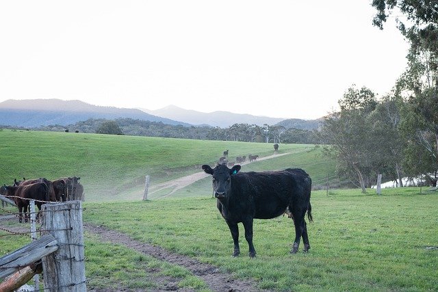 免费下载 Cow Cattle Black Angus - 可使用 GIMP 在线图像编辑器编辑的免费照片或图片