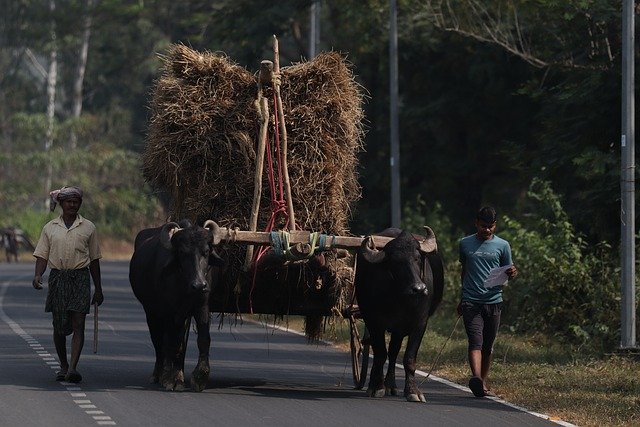 Free download cow farmer countryside life road free picture to be edited with GIMP free online image editor