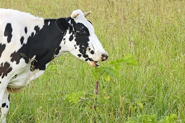 Téléchargement gratuit Cow Grass Farm - photo ou image gratuite à éditer avec l'éditeur d'images en ligne GIMP