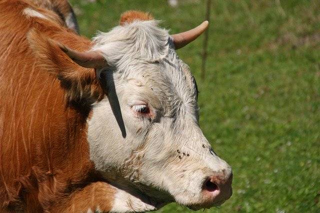 Бесплатно скачайте бесплатный шаблон фотографии Cow Horns Animal для редактирования с помощью онлайн-редактора изображений GIMP