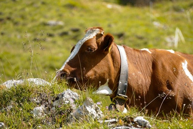 Free download cow meadow animal cattle livestock free picture to be edited with GIMP free online image editor