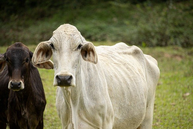 Free download cows cattle farm pasture nature free picture to be edited with GIMP free online image editor