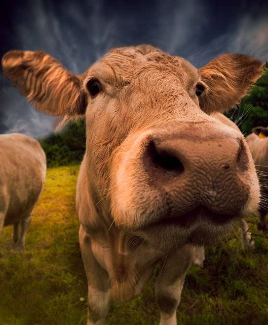 Безкоштовно завантажити Cow The Nose Cattle - безкоштовне фото або зображення для редагування за допомогою онлайн-редактора зображень GIMP