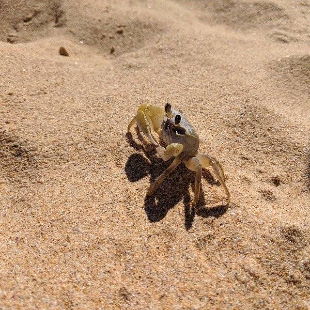 ดาวน์โหลดเทมเพลตรูปภาพฟรี Crab Sand Beach เพื่อแก้ไขด้วยโปรแกรมแก้ไขรูปภาพออนไลน์ GIMP