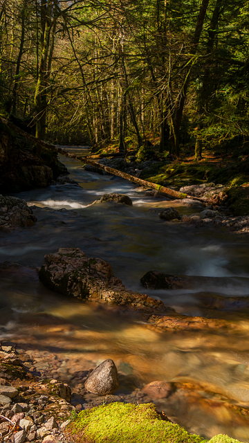 Free download Creek Vosges Torrent -  free photo or picture to be edited with GIMP online image editor