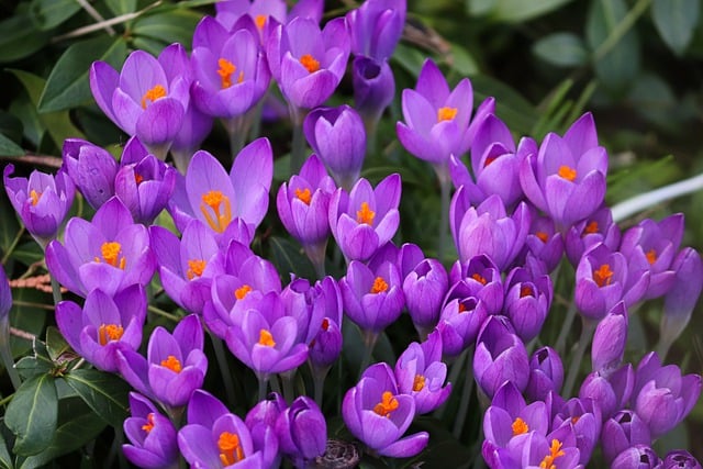 Free download crocus crocus flowers spring purple free picture to be edited with GIMP free online image editor