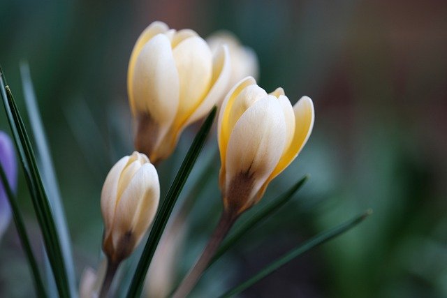 Free download crocus flowers yellow crocus free picture to be edited with GIMP free online image editor