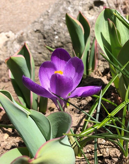 Free download Crocus Purple Spring -  free photo or picture to be edited with GIMP online image editor