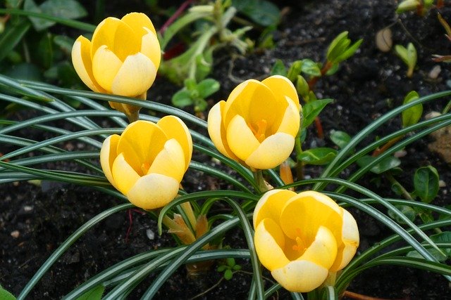 免费下载 Crocus Spring Tuinbloem - 可使用 GIMP 在线图像编辑器编辑的免费照片或图片