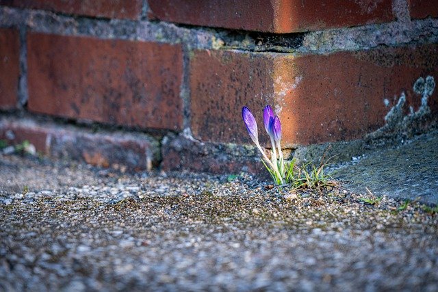 Free download crocus wildflowers stone wall free picture to be edited with GIMP free online image editor