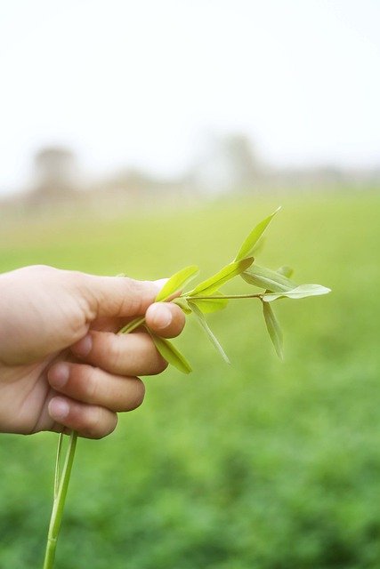 Free download crop growth farmer field wheat free picture to be edited with GIMP free online image editor