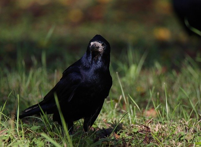 Free download crow bird animal raven wildlife free picture to be edited with GIMP free online image editor