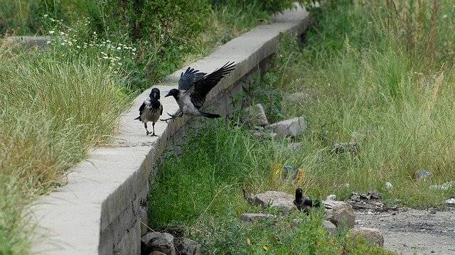 免费下载 Crow Birds Raven - 使用 GIMP 在线图像编辑器编辑的免费照片或图片