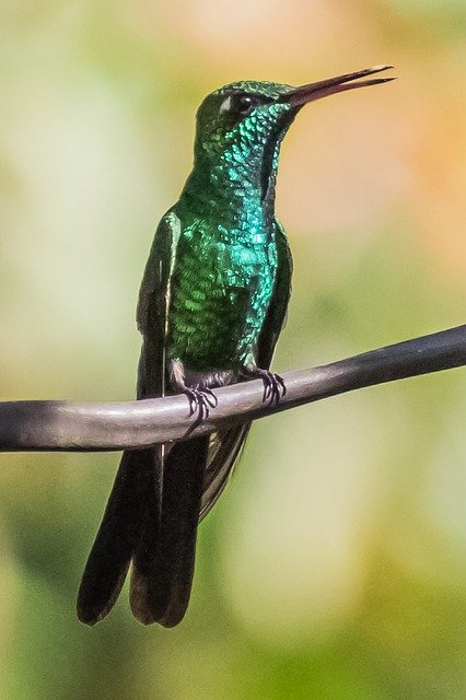 বিনামূল্যে ডাউনলোড করুন কিউবা সিনাগা দে জাপাতা হামিংবার্ড বিনামূল্যের ছবি GIMP বিনামূল্যে অনলাইন ইমেজ সম্পাদকের সাথে সম্পাদনা করা হবে