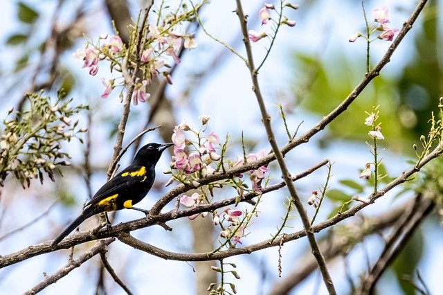 Free download Cuba Cienaga De Zapata Oriole -  free photo or picture to be edited with GIMP online image editor