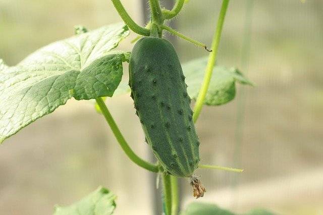 免费下载黄瓜花园蔬菜 - 使用 GIMP 在线图像编辑器编辑的免费照片或图片