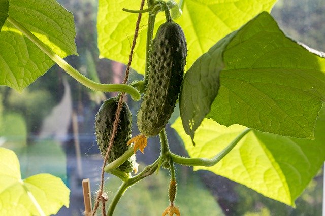 تنزيل Cucumbers Vegetables Food مجانًا - صورة مجانية أو صورة مجانية ليتم تحريرها باستخدام محرر الصور عبر الإنترنت GIMP