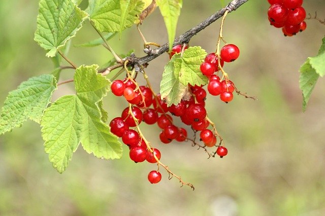 Free download currant berry nature leaves food free picture to be edited with GIMP free online image editor