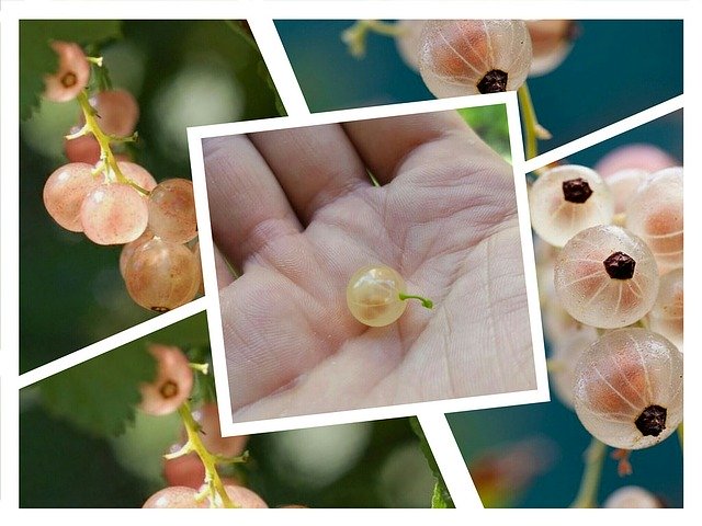 Free download Currant Nature -  free illustration to be edited with GIMP free online image editor