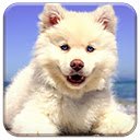 Cute Beach Puppy  screen for extension Chrome web store in OffiDocs Chromium