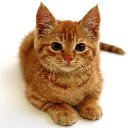 Cute Cat  screen for extension Chrome web store in OffiDocs Chromium