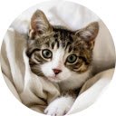 Cute Cats  Kittens Wallpaper  screen for extension Chrome web store in OffiDocs Chromium