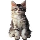 Cute Kitten 3-Bildschirm für die Erweiterung des Chrome-Webshops in OffiDocs Chromium