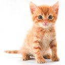 Cute Kitten and Puppy  screen for extension Chrome web store in OffiDocs Chromium