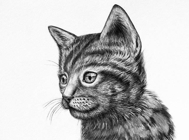 ดาวน์โหลดฟรี Cute Kitten Drawing - ภาพประกอบฟรีที่จะแก้ไขด้วยโปรแกรมแก้ไขรูปภาพออนไลน์ GIMP