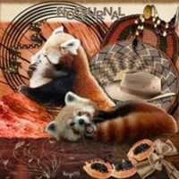 Free download Cute Red Pandas-NOCTURNAL free photo or picture to be edited with GIMP online image editor