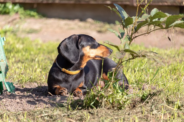 Free download dachshund dog animal black lies free picture to be edited with GIMP free online image editor