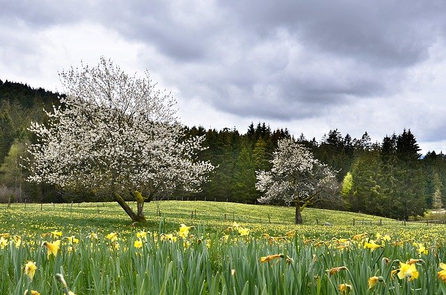 ดาวน์โหลดฟรี Daffodils Cherry Tree - รูปถ่ายหรือรูปภาพฟรีที่จะแก้ไขด้วยโปรแกรมแก้ไขรูปภาพออนไลน์ GIMP