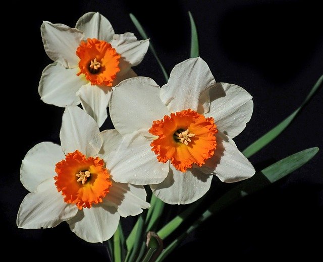 دانلود رایگان Daffodils Flowers Bulbs - عکس یا تصویر رایگان قابل ویرایش با ویرایشگر تصویر آنلاین GIMP