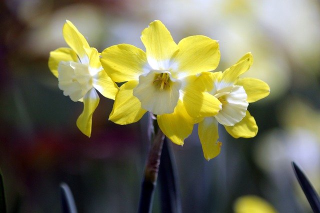 Free download daffodils flowers narcissus plant free picture to be edited with GIMP free online image editor